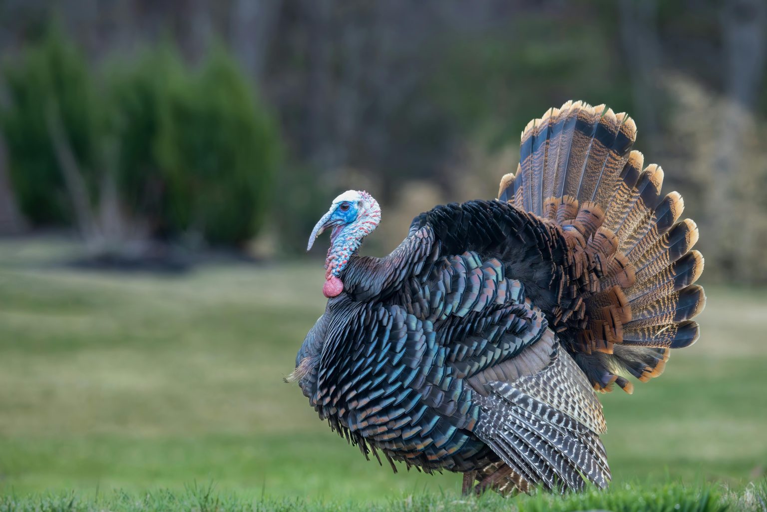 Best Practices for Administering Turkey Medications