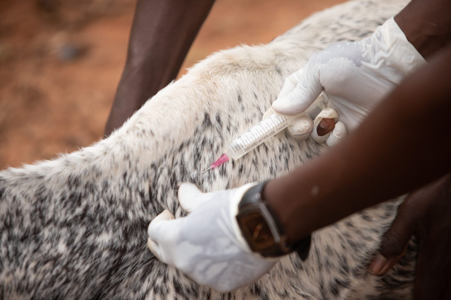 Farm Animal Health: Managing Common Infections
