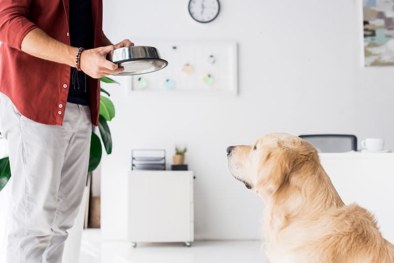 Dog Impulse Control Training for Better Behavior